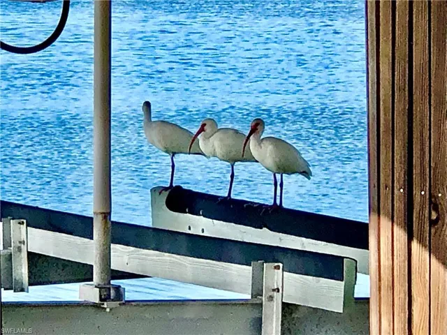 Curlews resting and enjoying some shade.