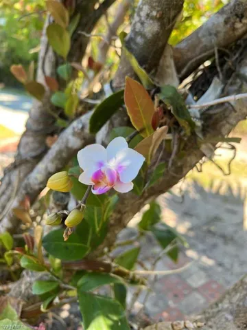Tropical plants