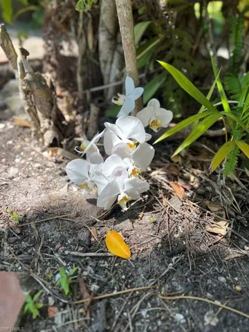 Tropical plants