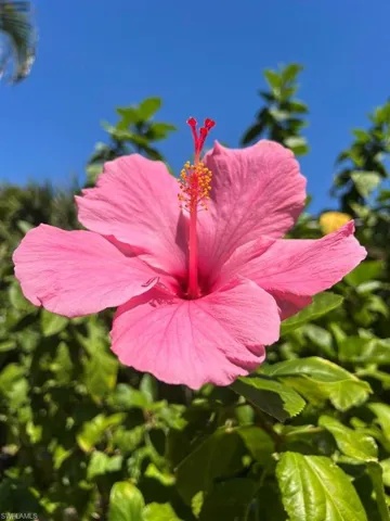 Tropical plants