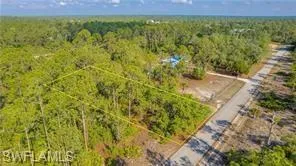 Drone / aerial view of a forest