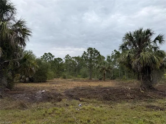 View of local wilderness