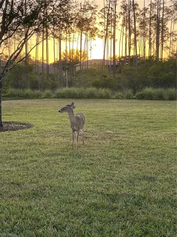 A beautiful back yard setting with wild life