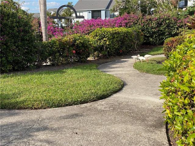 welcome visitors, tropical birds