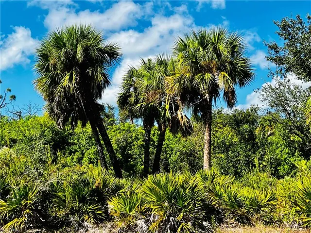 Beautiful palm trees in natural landscape in greenway behind the property and between the lot and trail.