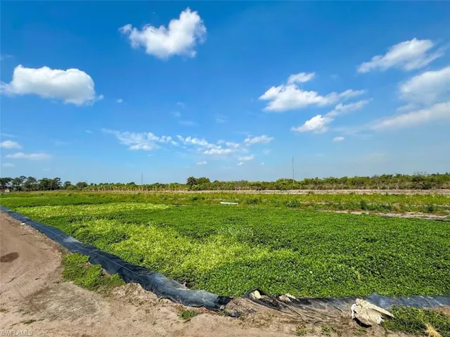 Watercress Field