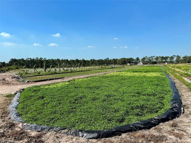 Watercress Field
