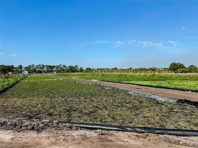 Watercress Field