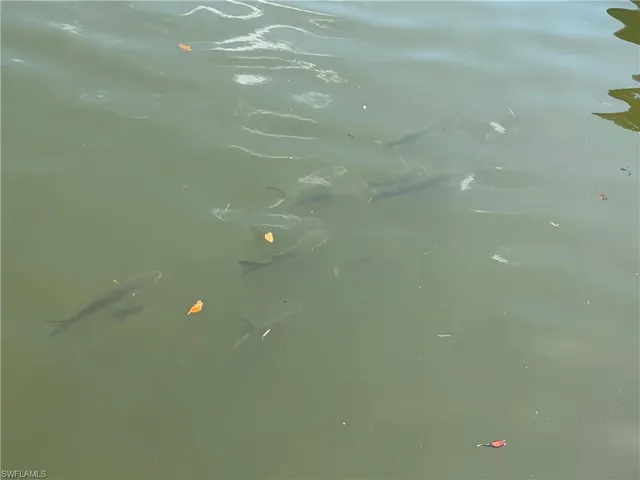 School of Fish at rear of property.