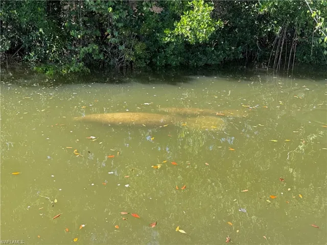 Manatees at rear of property.