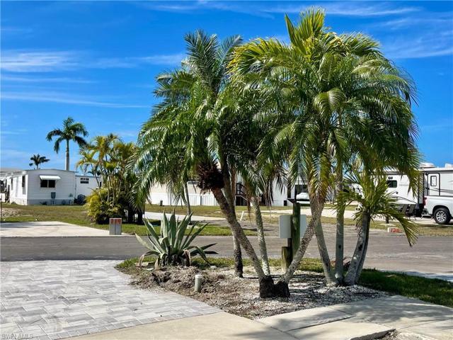 Existing Christmas palms