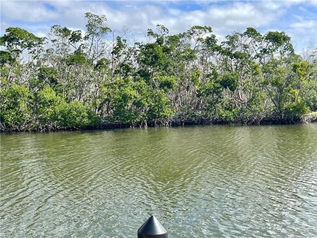 spectacular mangrove view