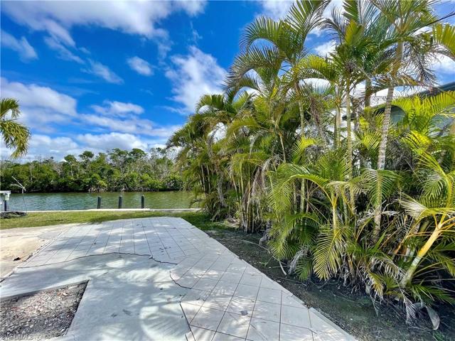 Mature palms