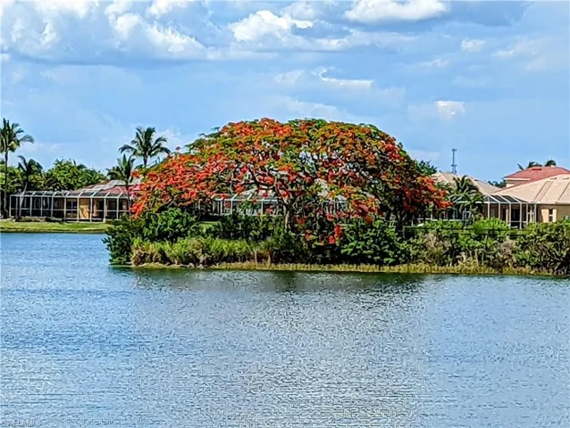 Sandoval's Crowning Glory--The Royal Poinciana Tree