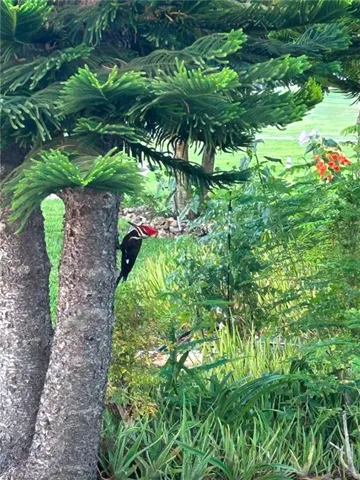 woodpecker everyday is a show. 2 of them