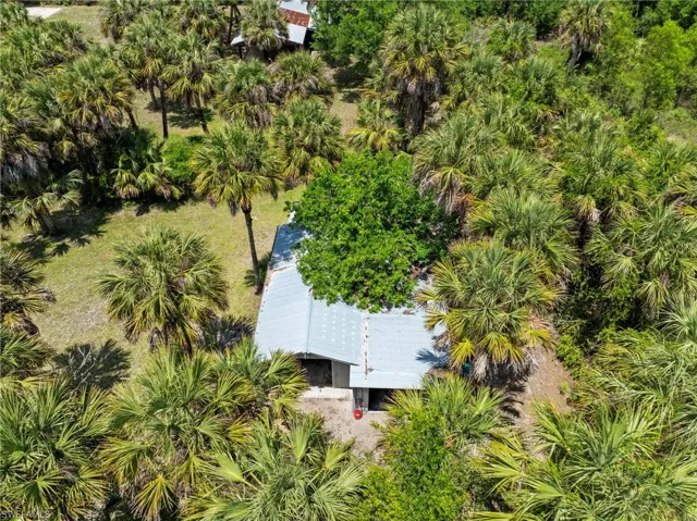 Property surrounded by extensive palm foliage and mature trees