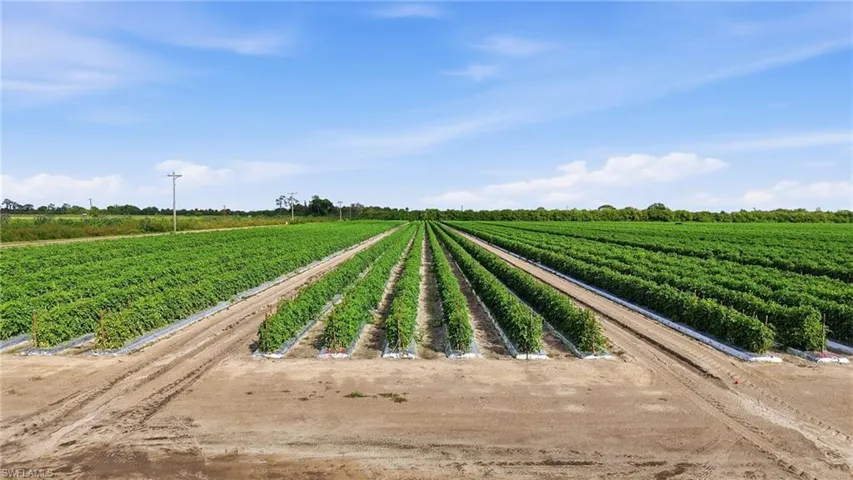 View of yard featuring agricultural area and a view of rural / pastoral area