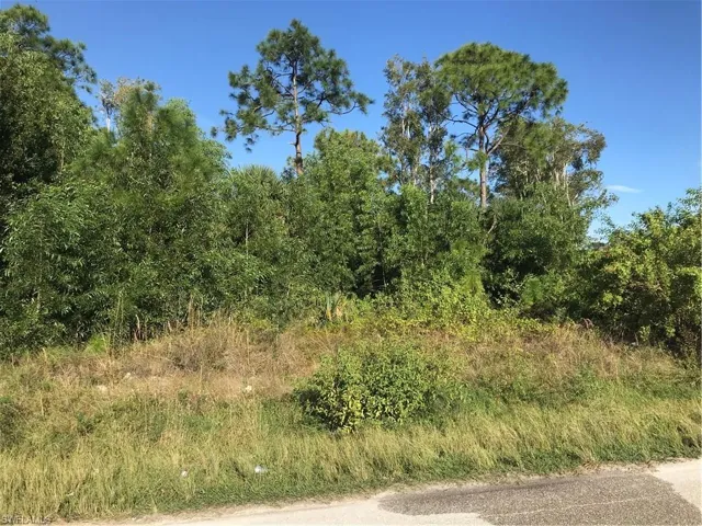 View of local wilderness