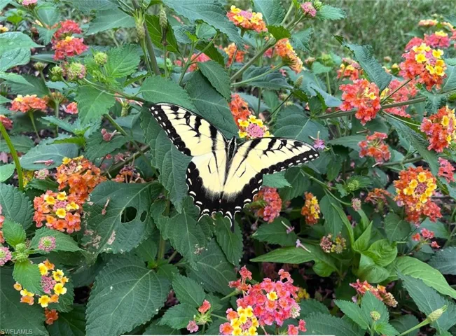 Butterfly gardens surround the home