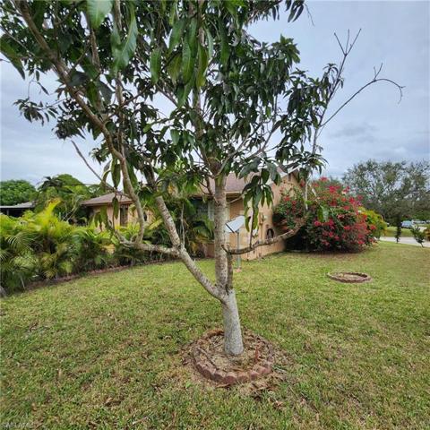 Side yard