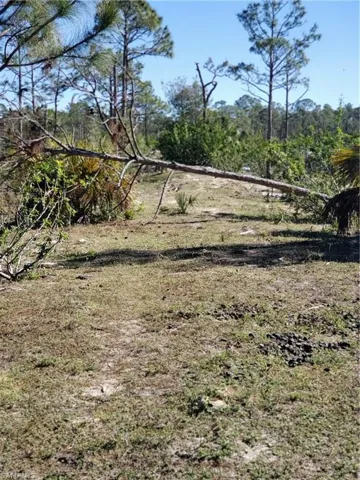 View of local wilderness