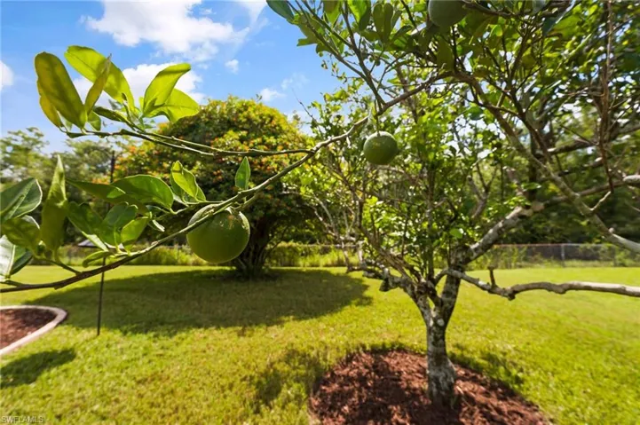 View of trees in back yard