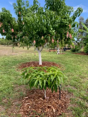 Mango Tree from the "Green Acre Food Forest"