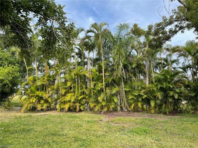 Lush Back Yard
