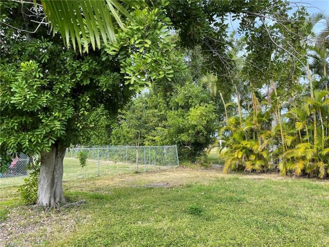 Lush Back Yard