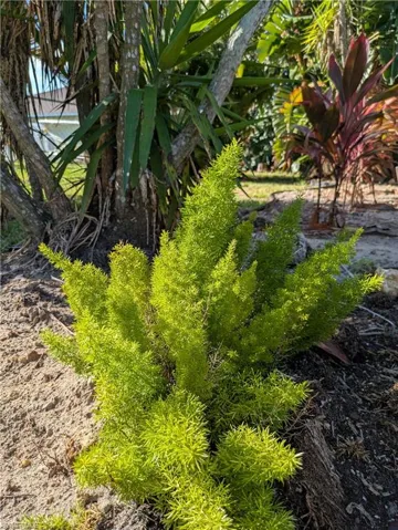 Lush green foliage providing natural landscaping