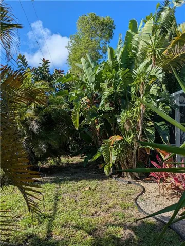 Lush tropical landscaping featuring a variety of mature palms and broad-leafed foliage