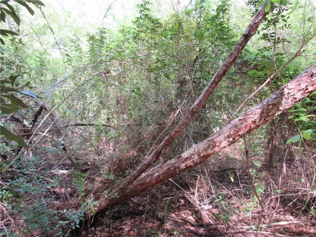 View of wooded area
