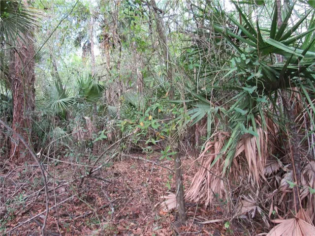 View of undeveloped land