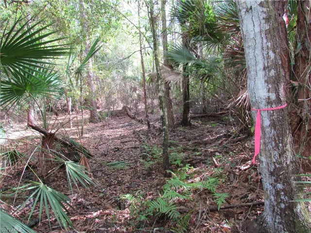 View of undeveloped land