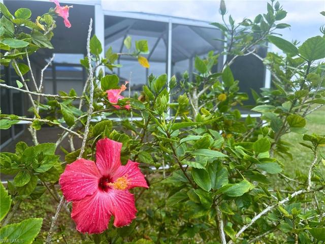 Hibiscus Flowers!