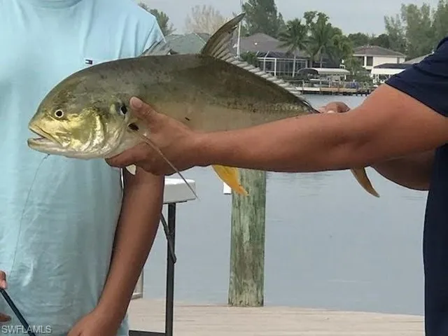 Plenty of fish in the water