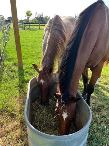 Buddies at the barn