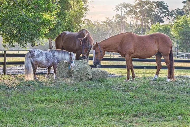 Happy and tranquil farm life