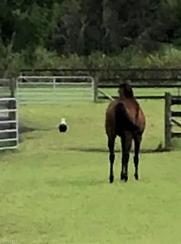 Beauty and natural Florida wildlife abound