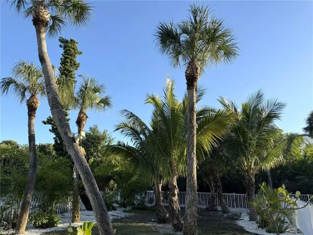 Front Corner Yard