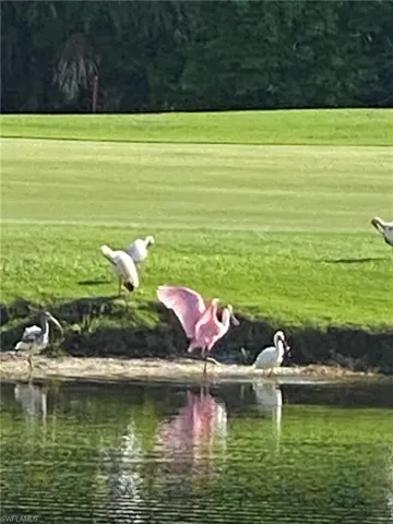 A bird watcher's paradise! The lake and nature just out your window
