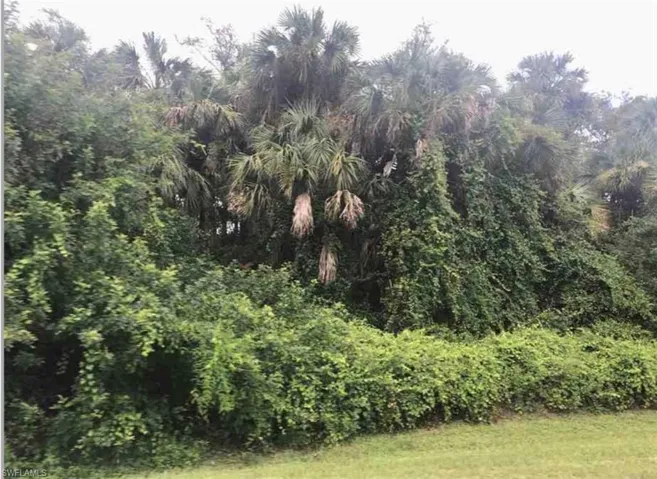 View of wooded area