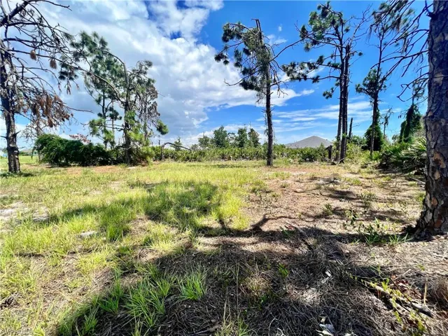 View of local wilderness