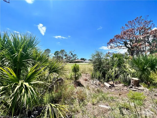 View of nature