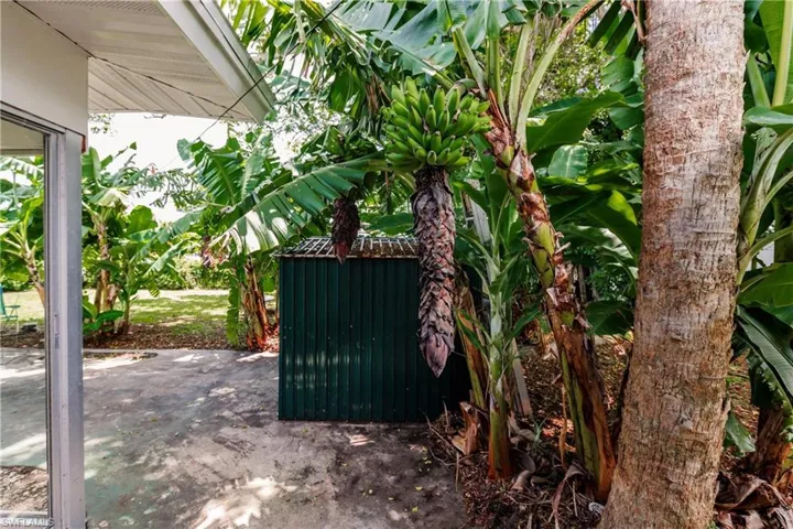 Check out these bananas! You'll love having your own banana plantation!