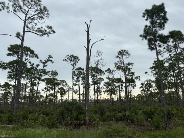 View of local wilderness