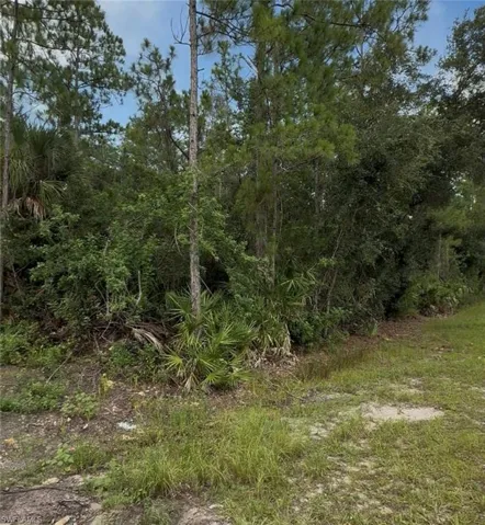 Natural landscape featuring mature pine trees and diverse native foliage