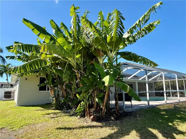 View of banana trees