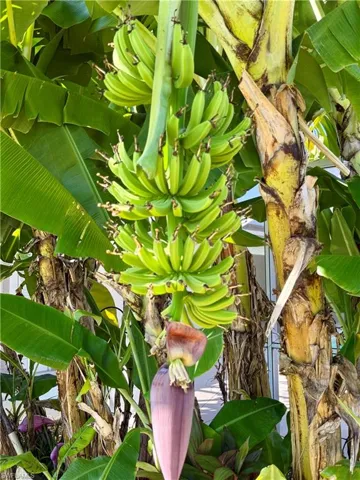 Banana tree