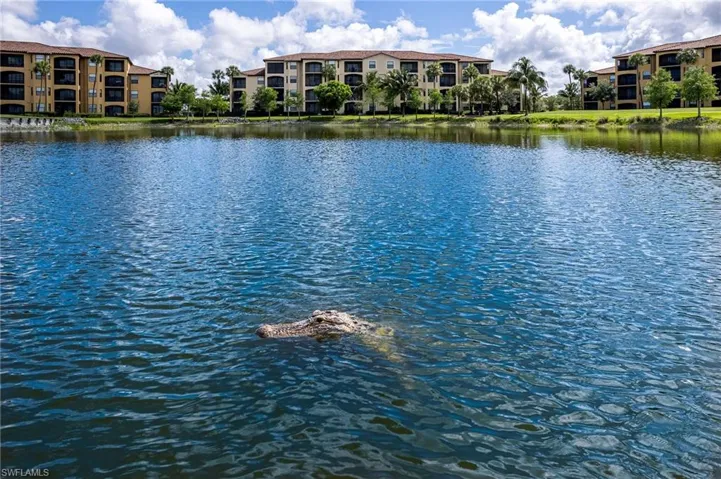 Community lake with florida alligator